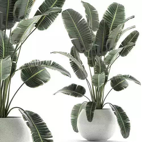 Banana palm in a white pot for the interior 655
