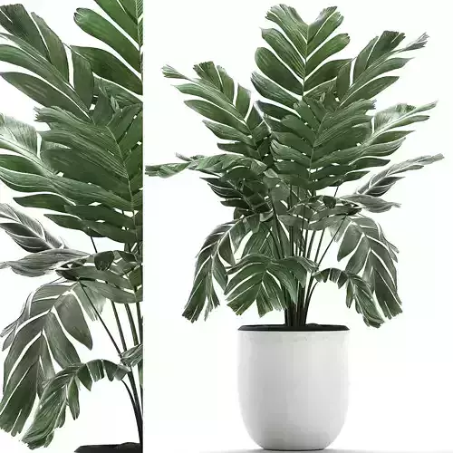 Chamaedorea palm in a white pot for the interior 655 3D model
