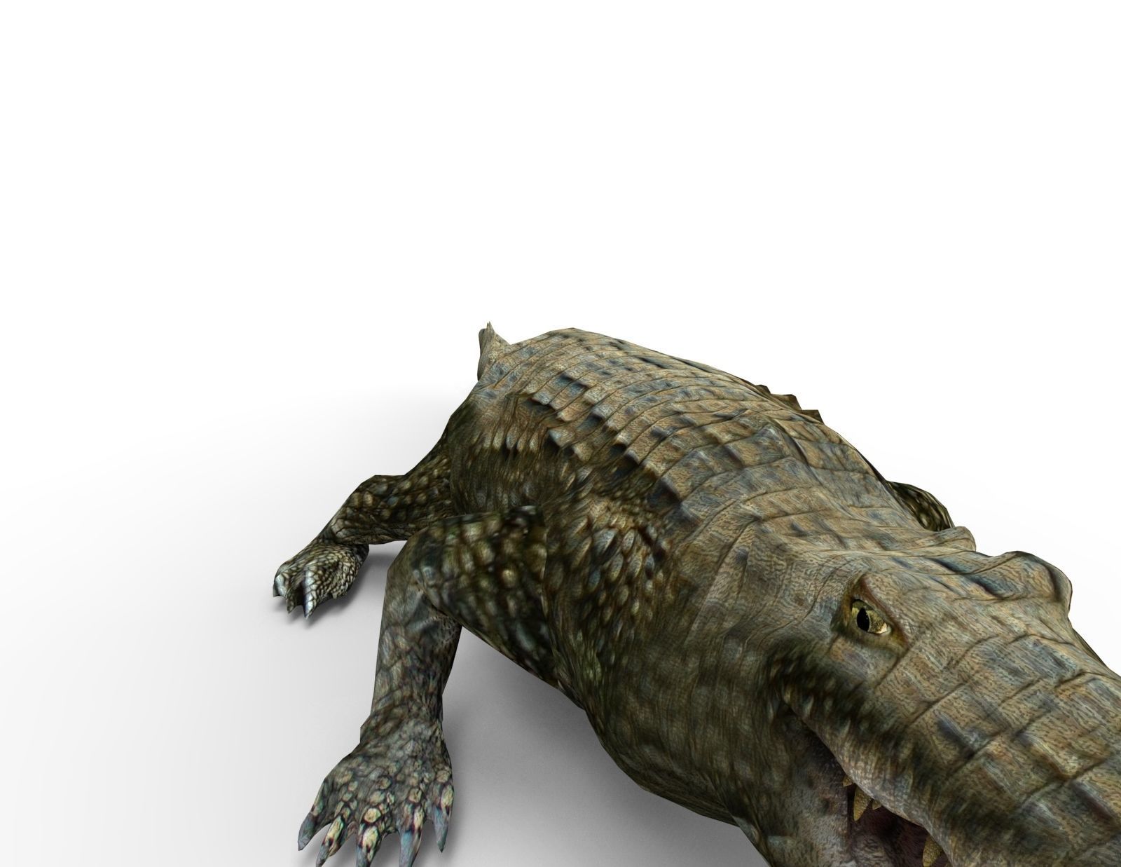 Crocodile 3D Models game ready low poly model 3D model_14