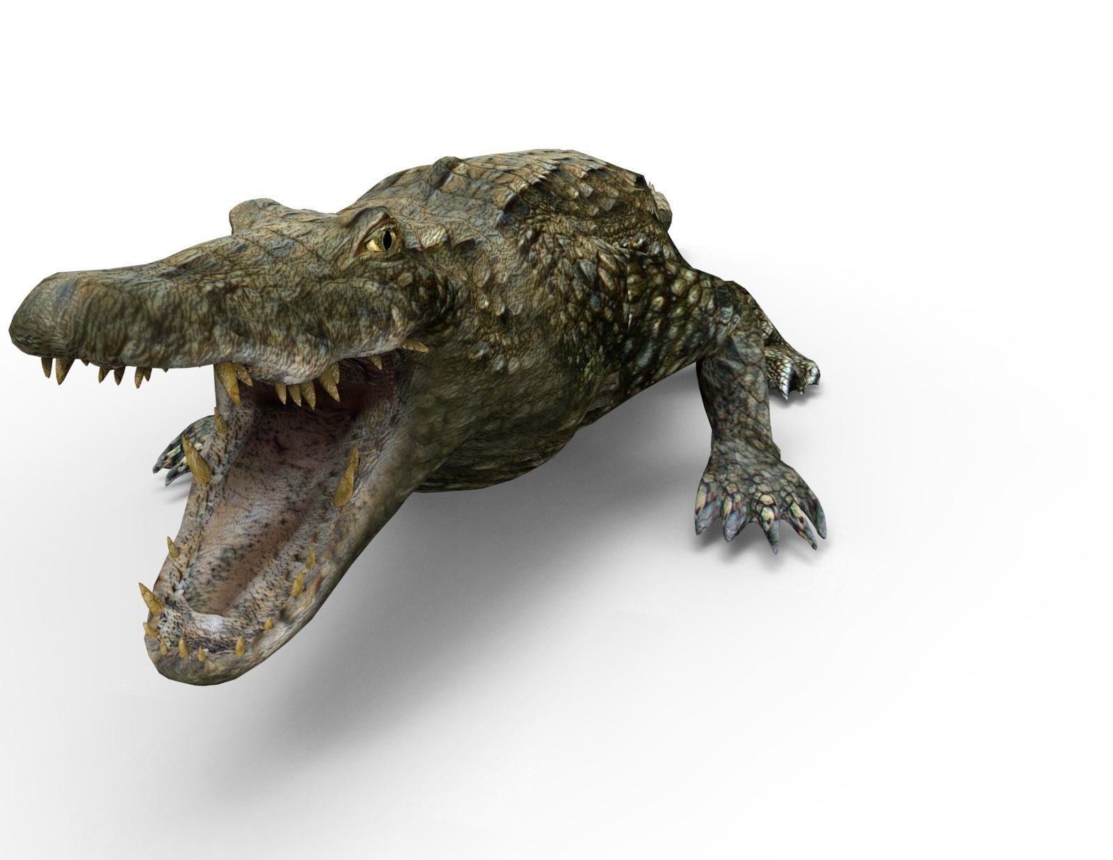 Crocodile 3D Models game ready low poly model 3D model_3
