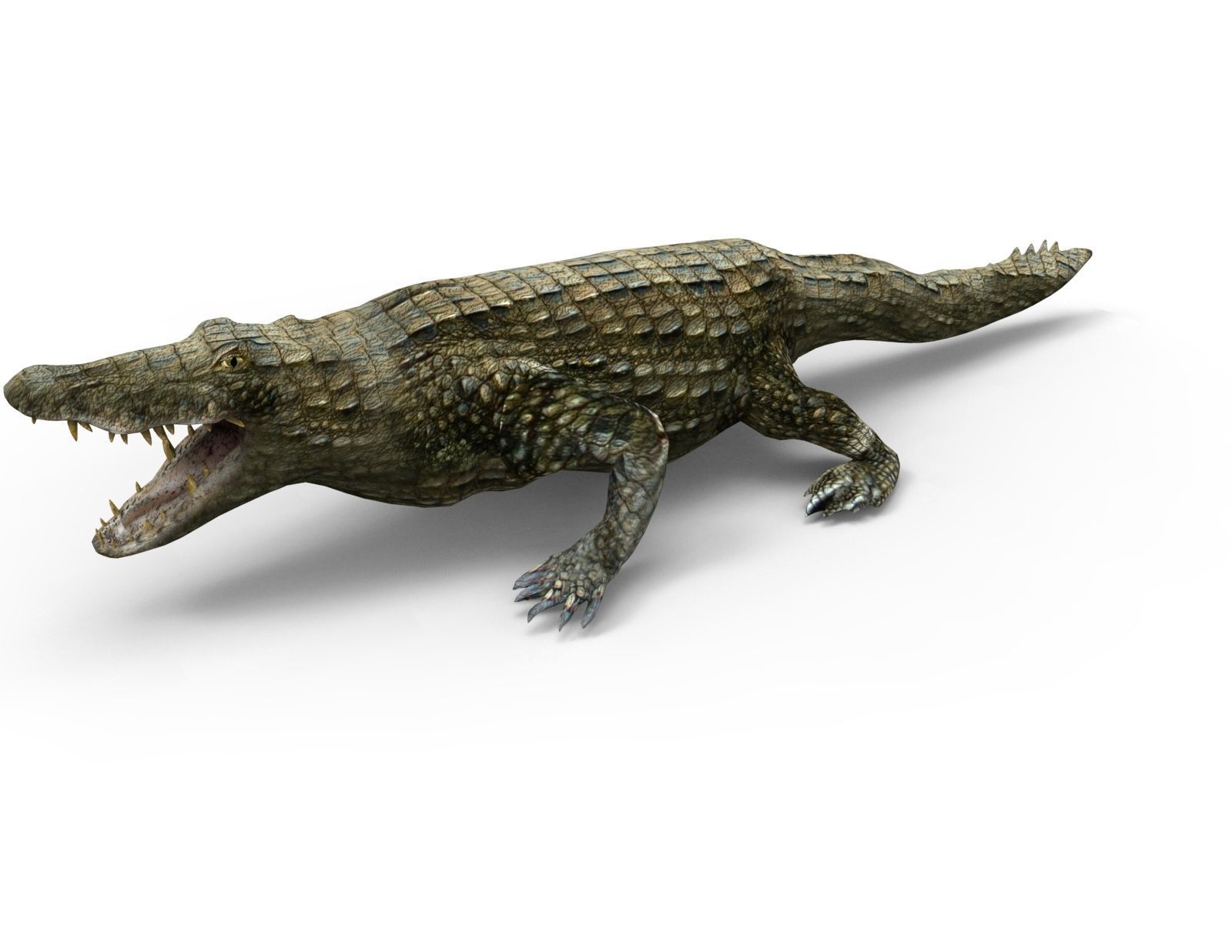 Crocodile 3D Models game ready low poly model 3D model_4