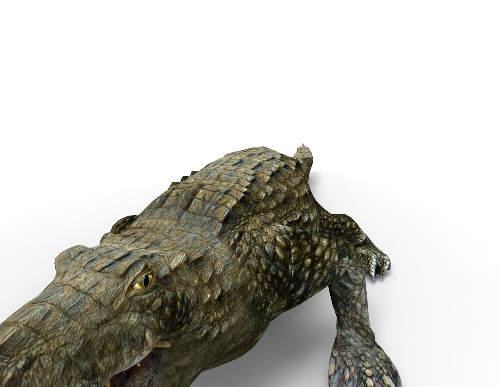 Crocodile 3D Models game ready low poly model 3D model_13