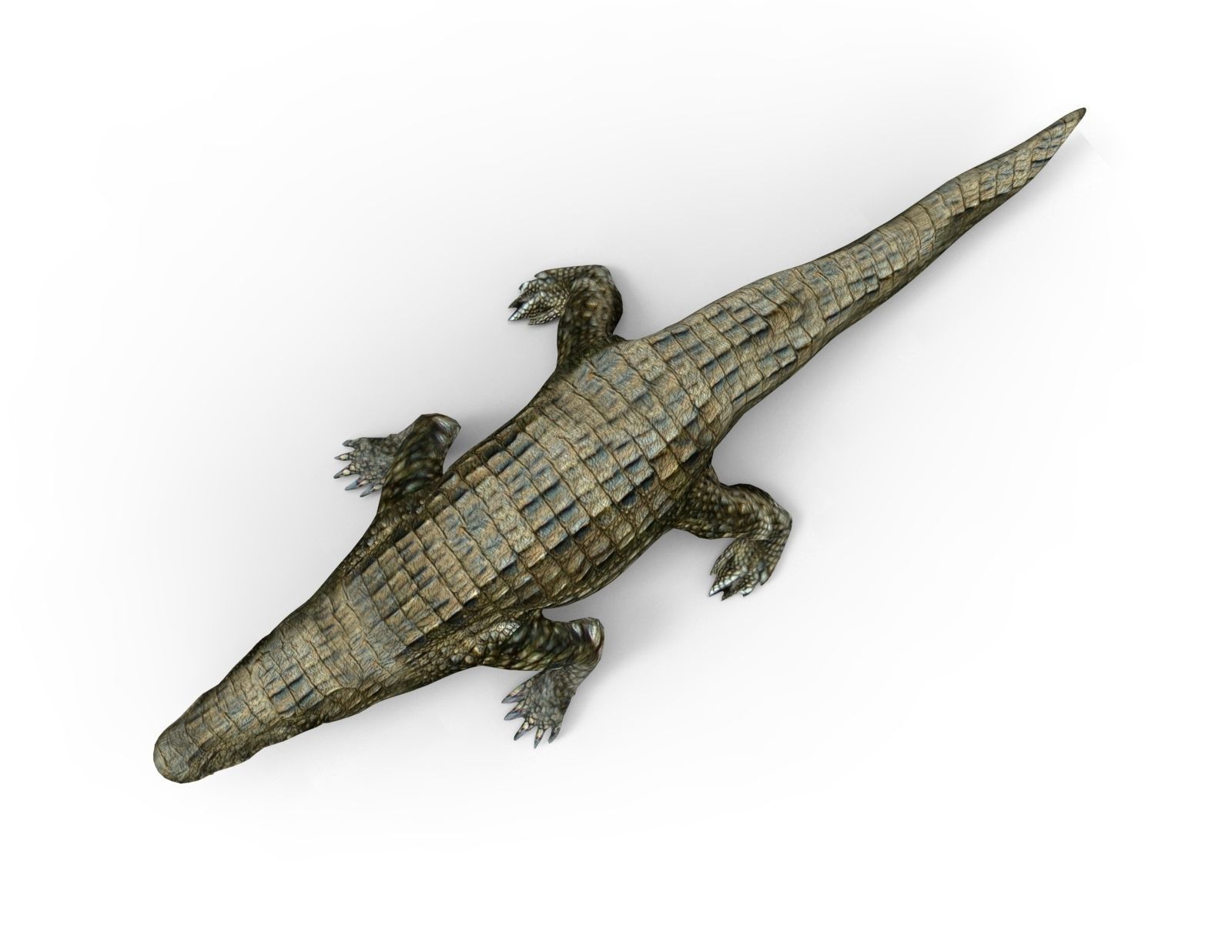 Crocodile 3D Models game ready low poly model 3D model_5