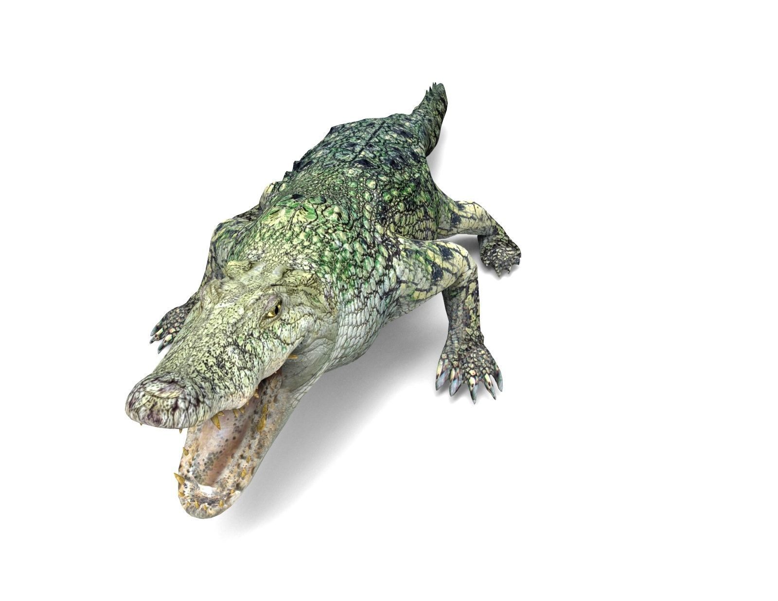 Crocodile 3D Models low poly model Low-poly 3D model_10