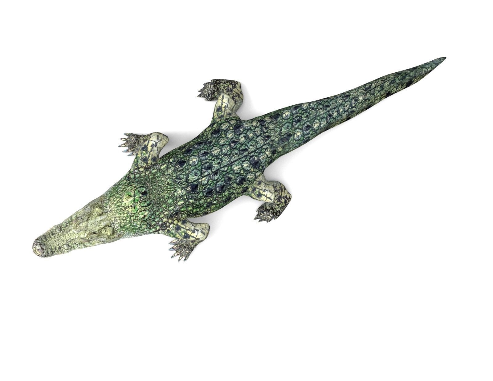 Crocodile 3D Models low poly model Low-poly 3D model_3