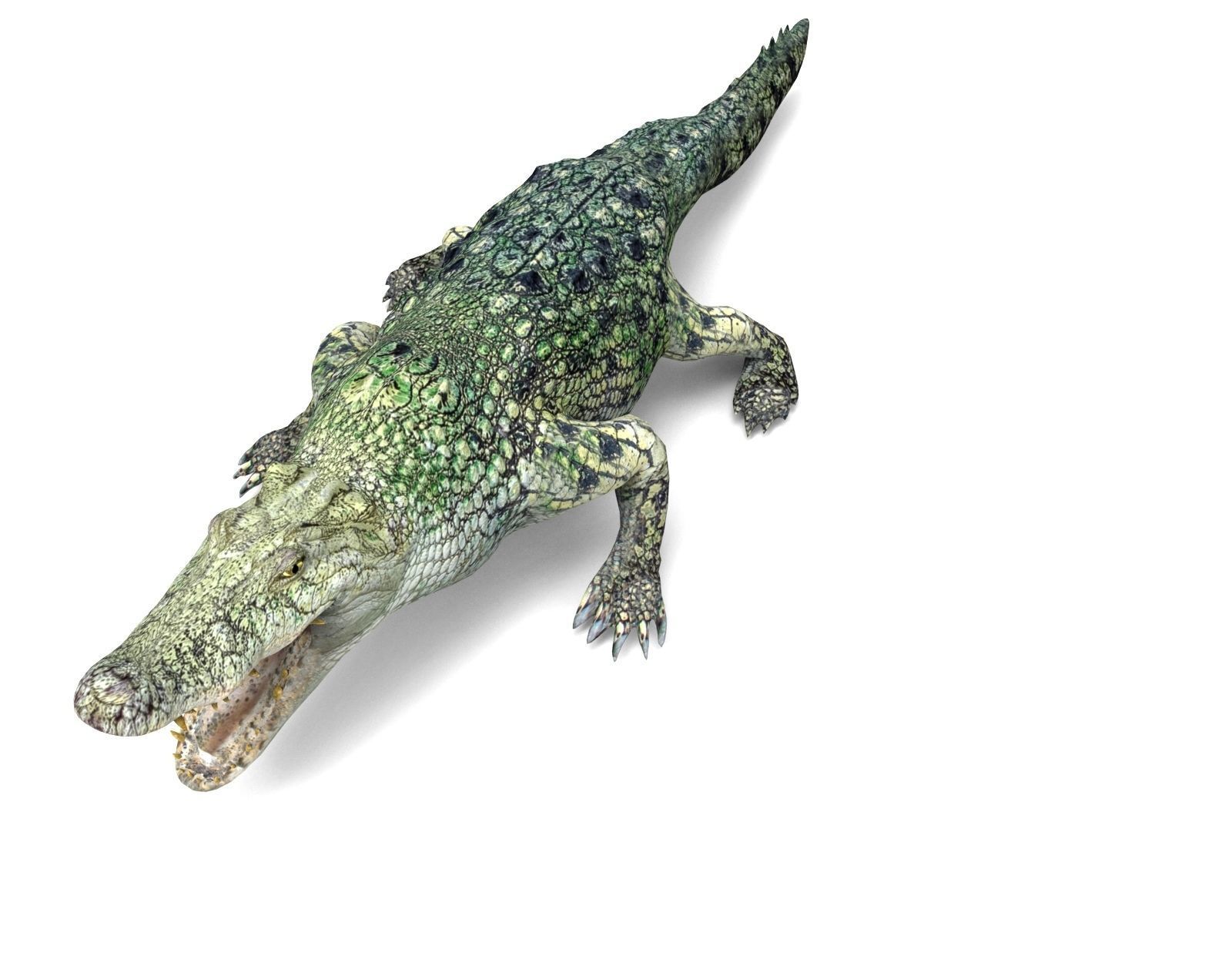 Crocodile 3D Models low poly model Low-poly 3D model_11