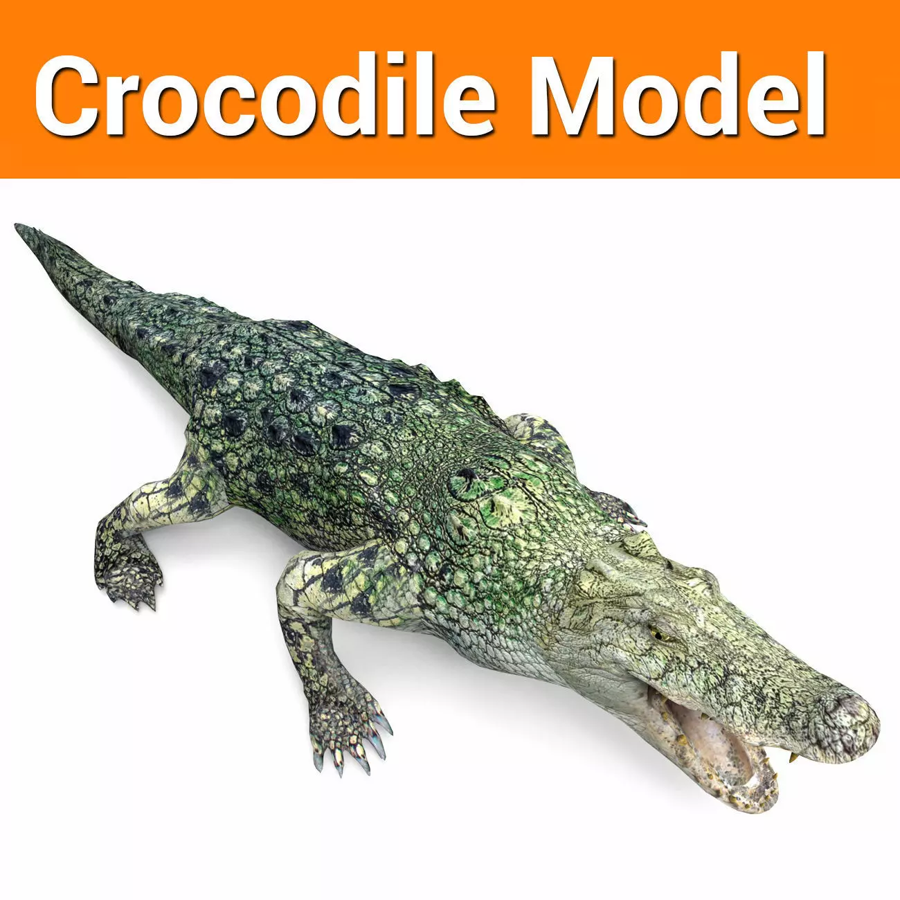 Crocodile 3D Models low poly model Low-poly 3D model_0