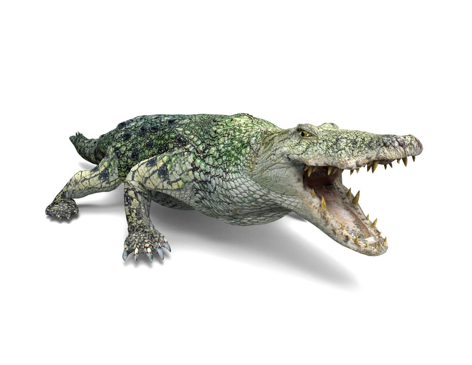 Crocodile 3D Models low poly model Low-poly 3D model_8