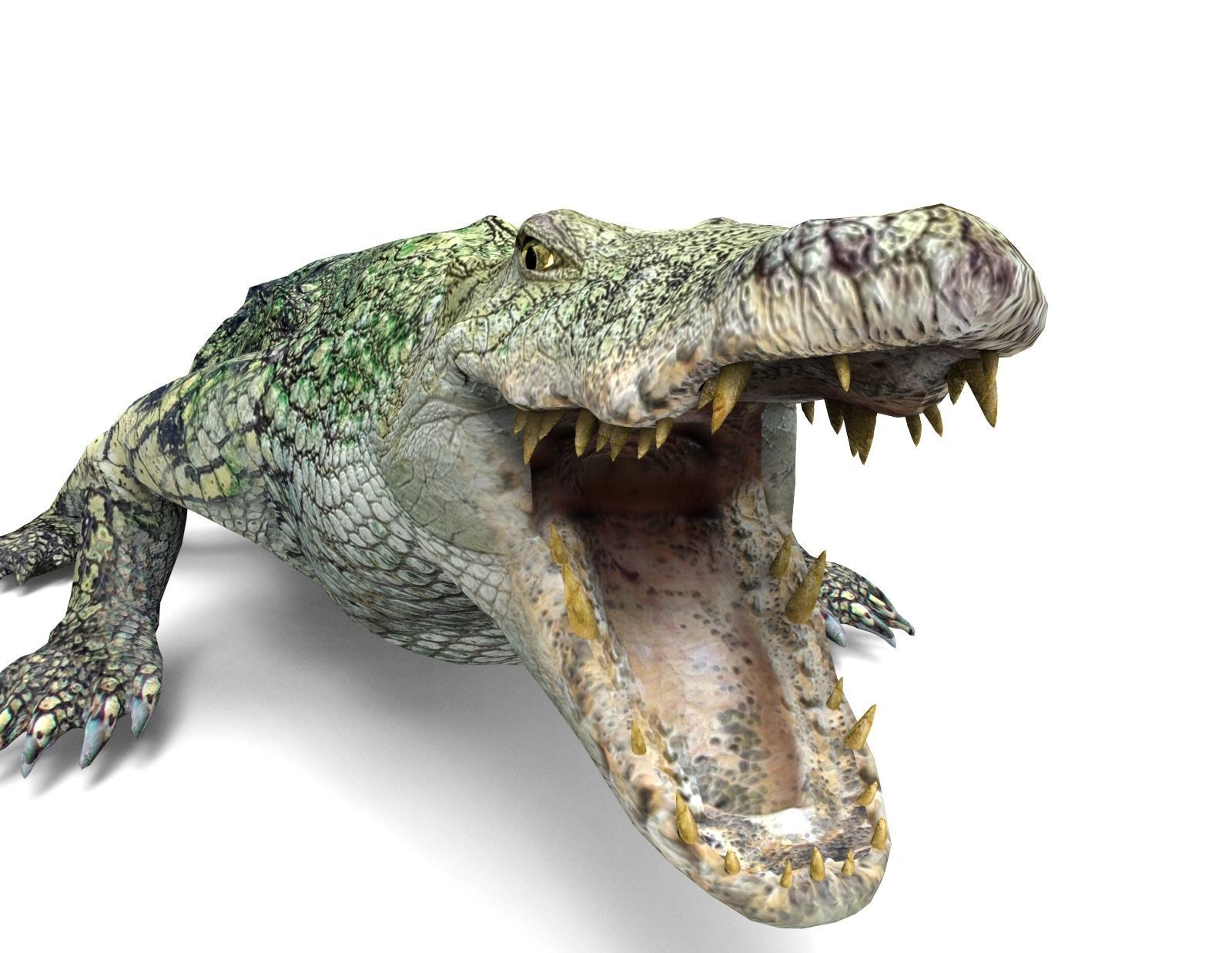 Crocodile 3D Models low poly model Low-poly 3D model_1