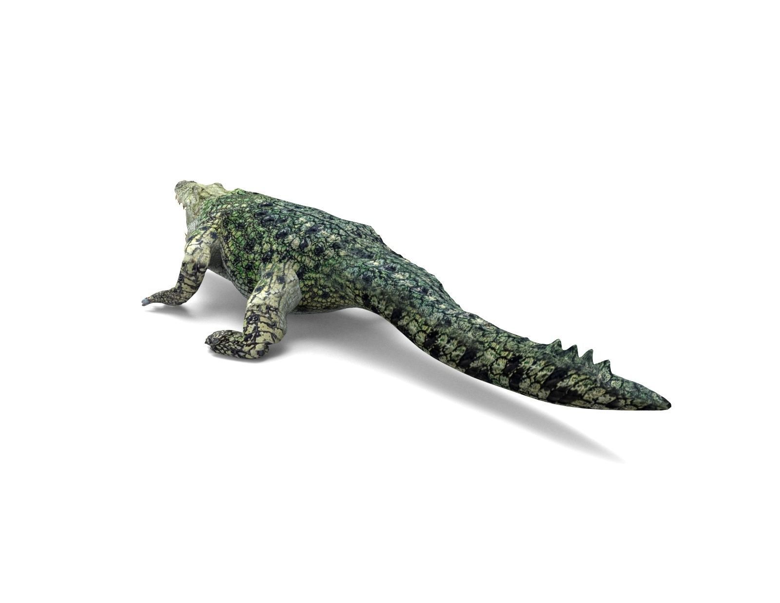 Crocodile 3D Models low poly model Low-poly 3D model_5