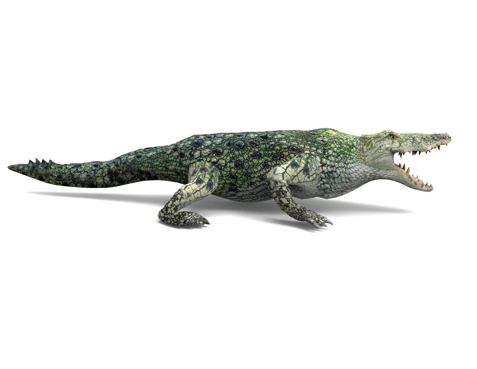 Crocodile 3D Models low poly model Low-poly 3D model_7