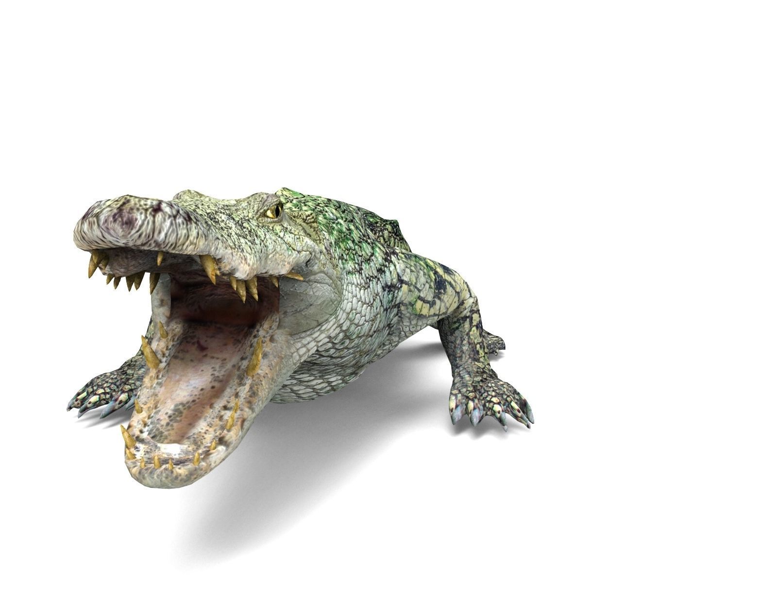 Crocodile 3D Models low poly model Low-poly 3D model_9