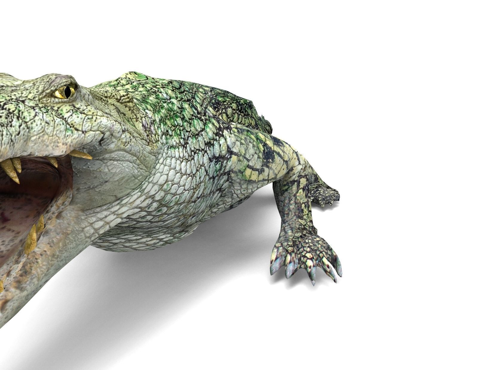 Crocodile 3D Models low poly model Low-poly 3D model_2