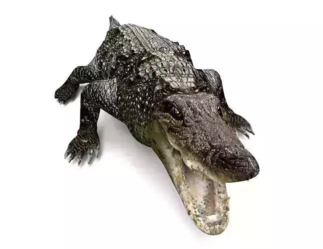 Crocodile 3D Model low poly alligator