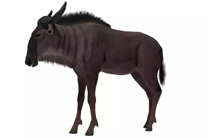 Wildebeest Low-poly 3D model