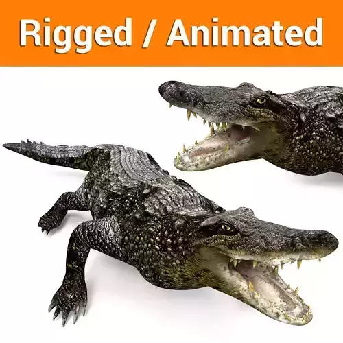 crocodile rigged with animated 3d model