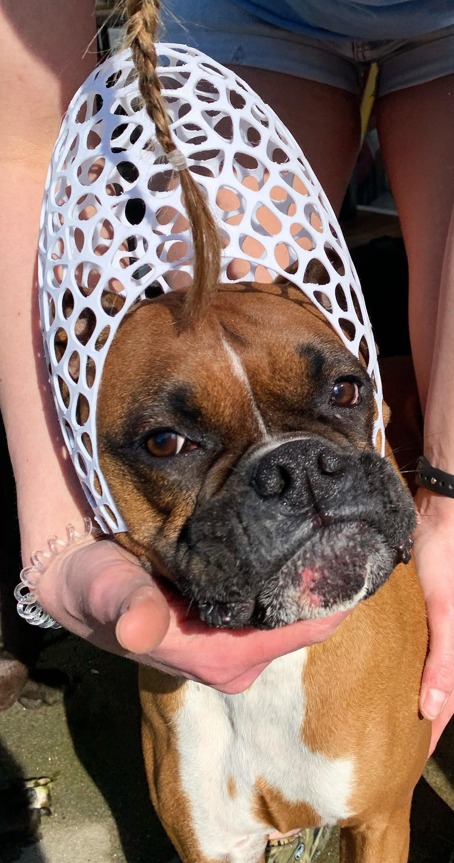 Bird Feeder - Mobius Egg Voronoi 3D print model_5