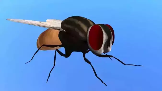 Housefly lowpoly 3d model and  3d print model Low-poly 3D model