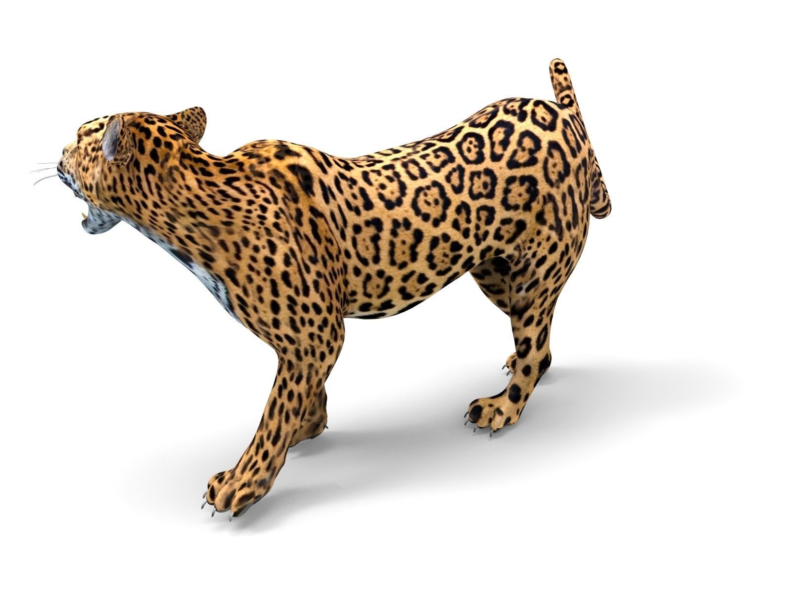 Rigged And Animated Leopard Low-poly 3D model_18