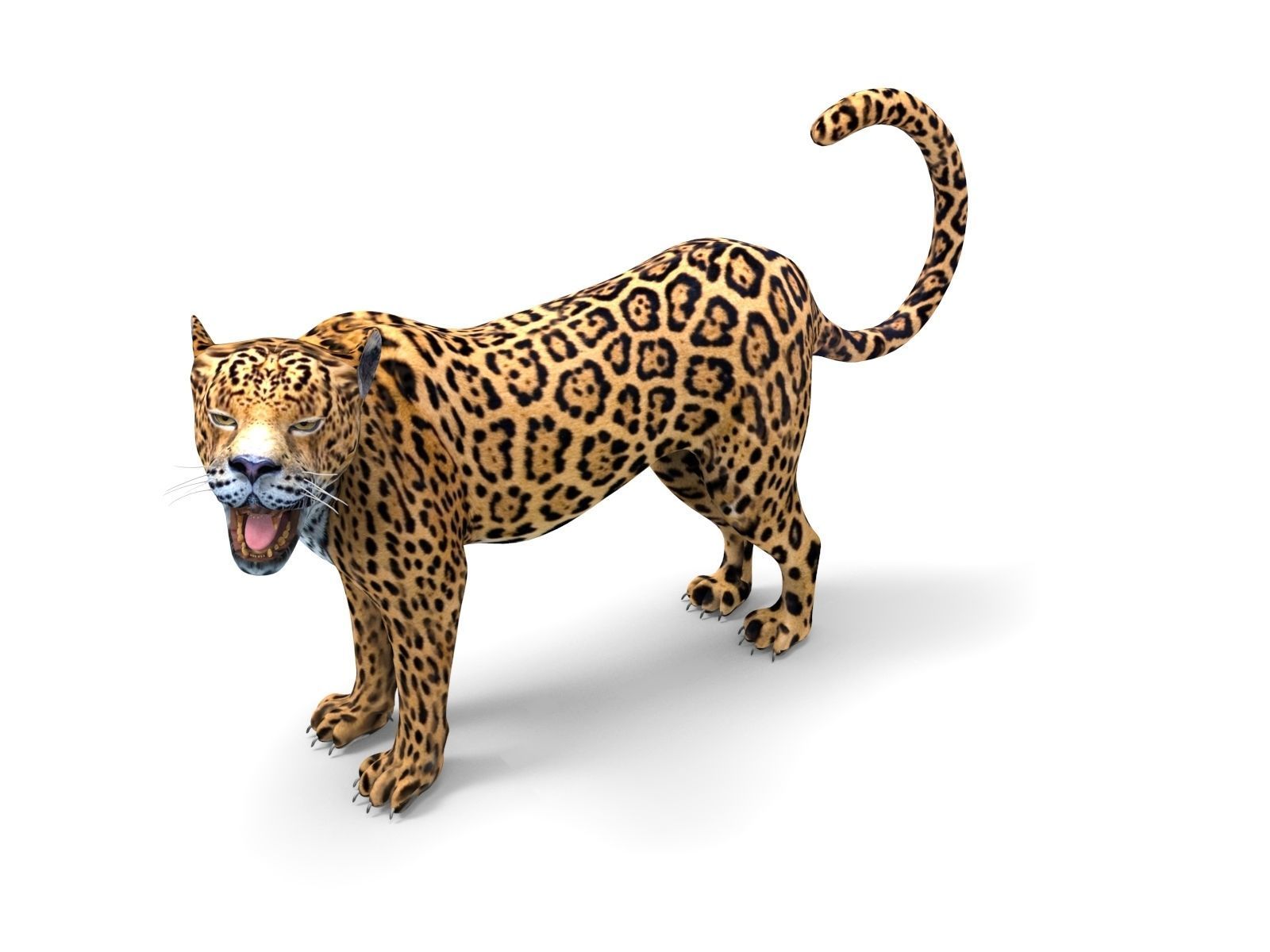 Rigged And Animated Leopard Low-poly 3D model_11