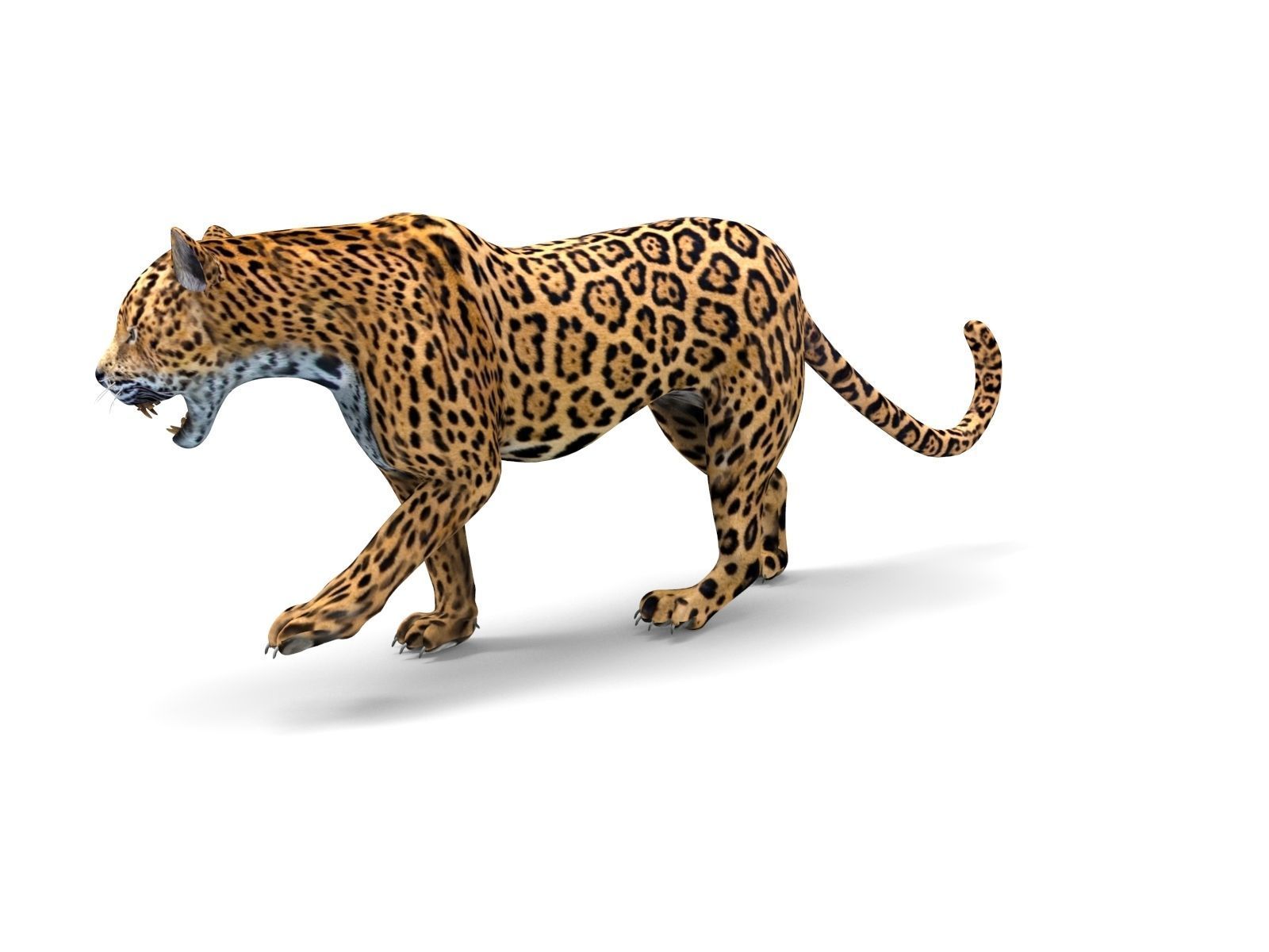 Rigged And Animated Leopard Low-poly 3D model_4