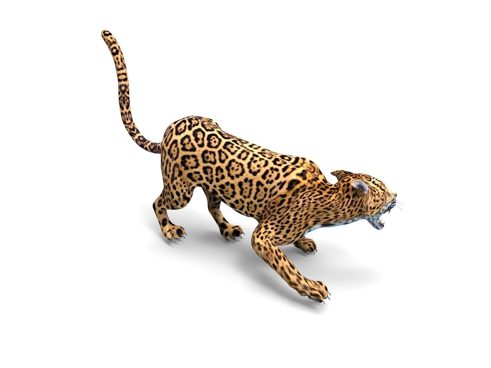 Rigged And Animated Leopard Low-poly 3D model_13