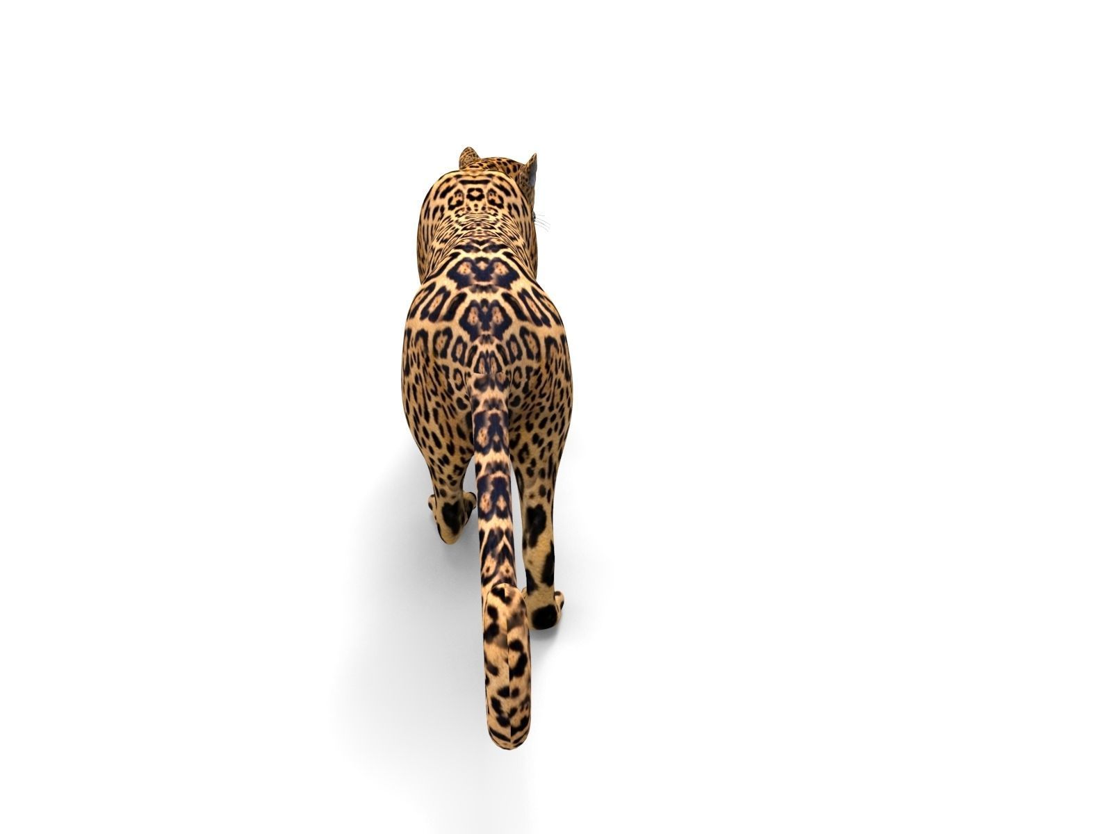 Rigged And Animated Leopard Low-poly 3D model_14