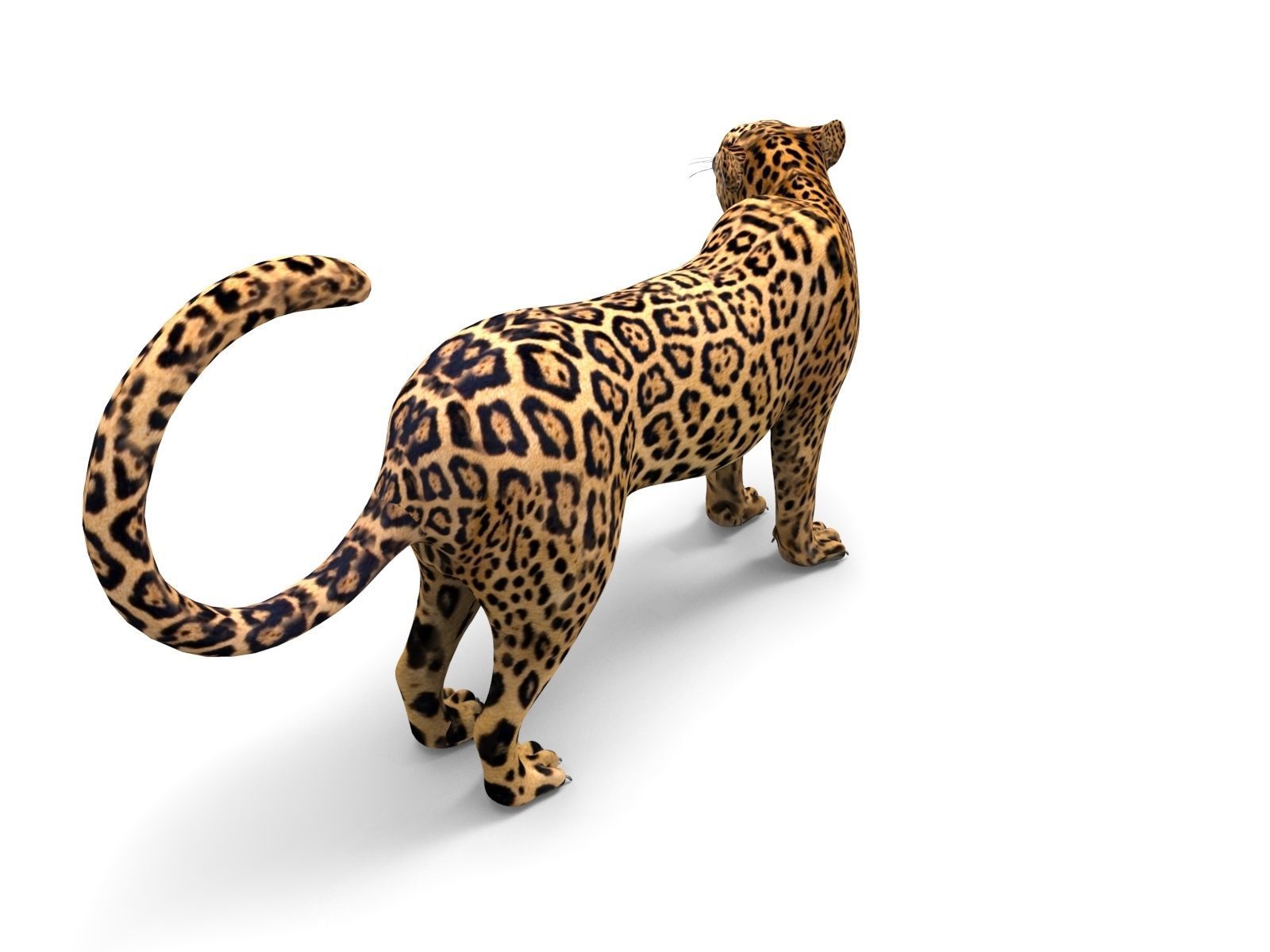 Rigged And Animated Leopard Low-poly 3D model_9
