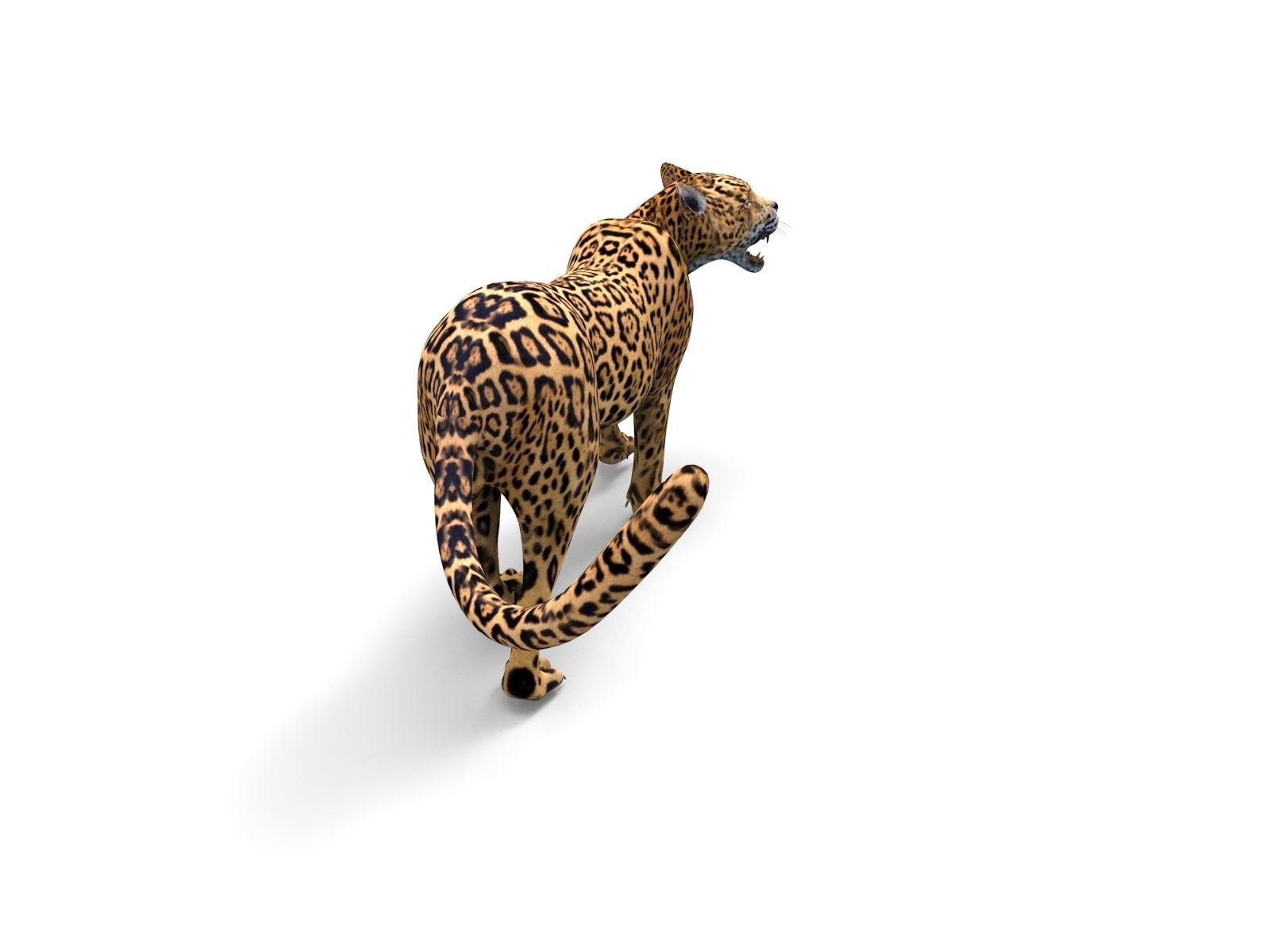 Rigged And Animated Leopard Low-poly 3D model_7