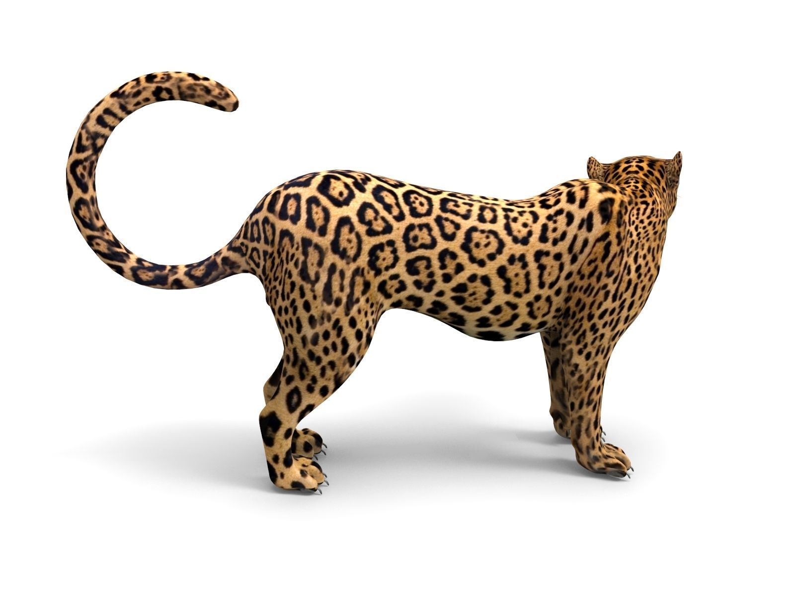 Rigged And Animated Leopard Low-poly 3D model_15