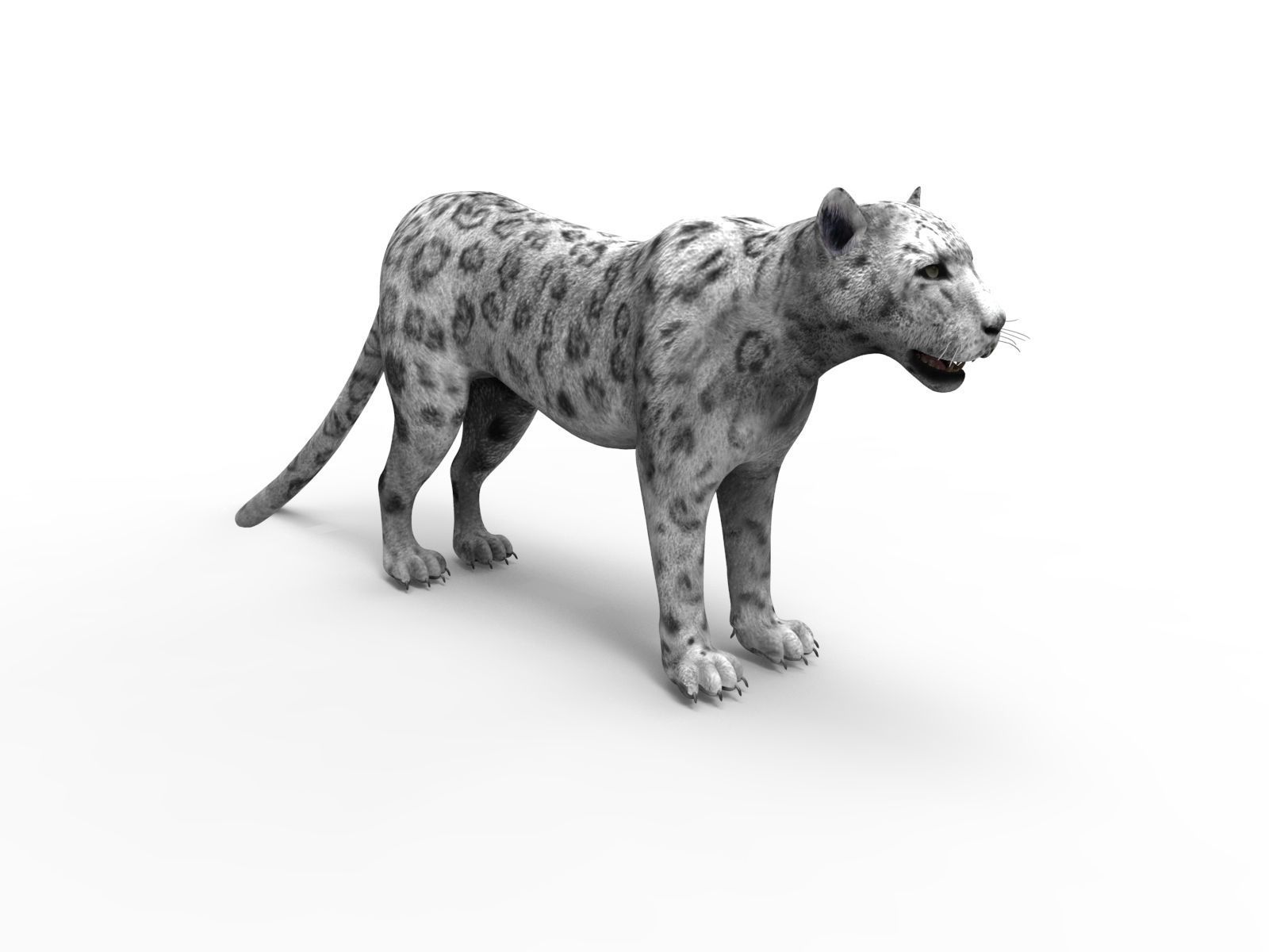Rigged and Animated White Leopard 3D Low-poly 3D model_8