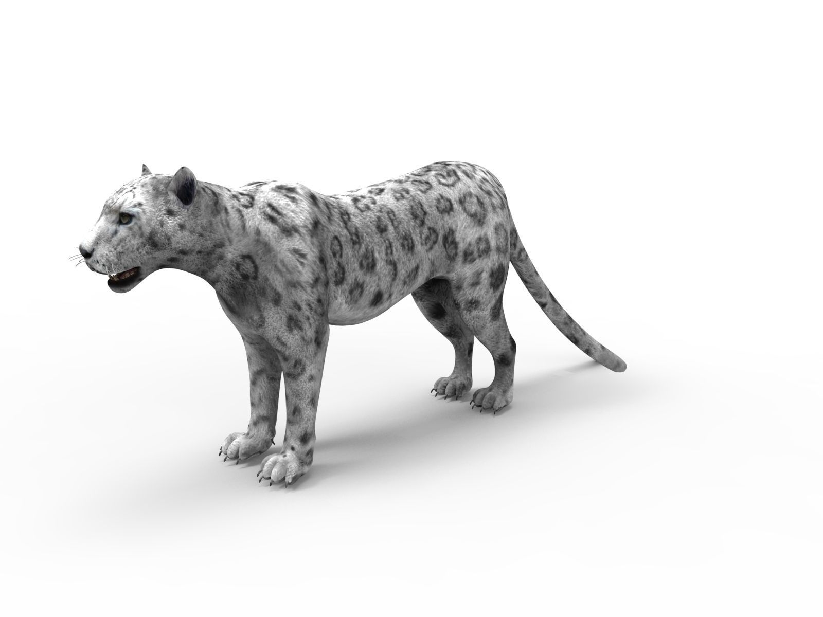 Rigged and Animated White Leopard 3D Low-poly 3D model_9