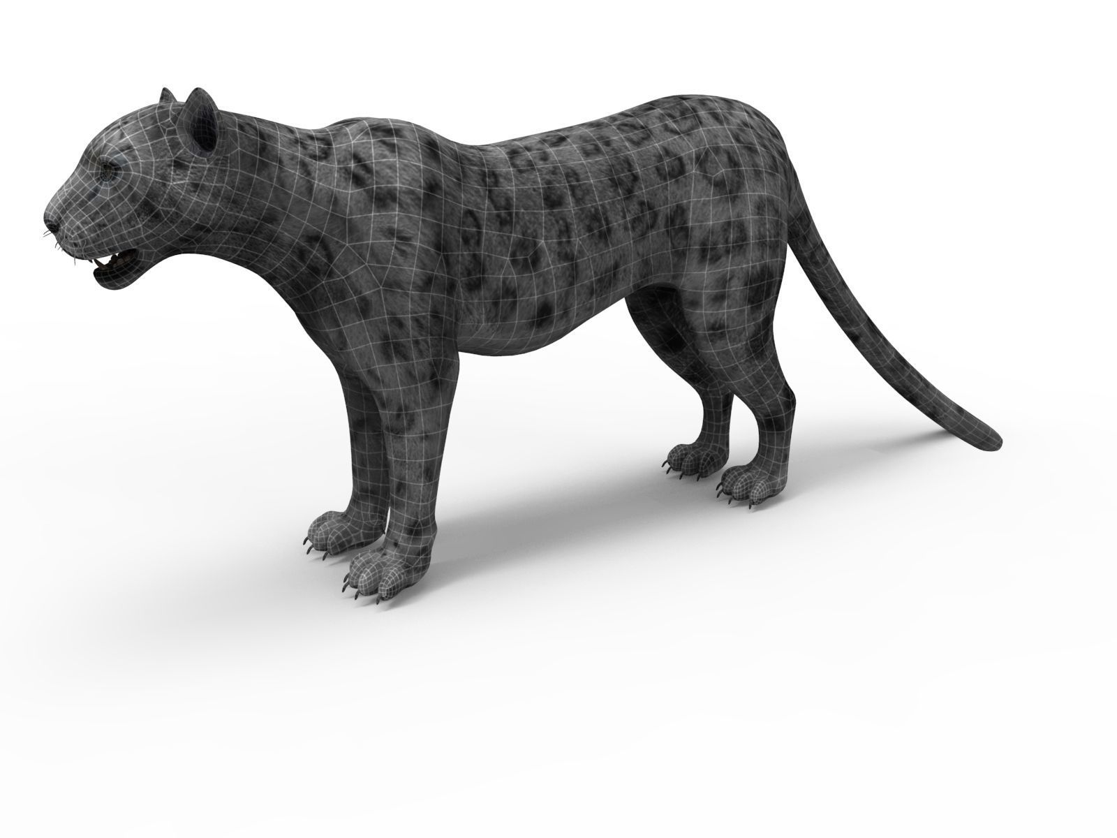 Rigged and Animated White Leopard 3D Low-poly 3D model_23