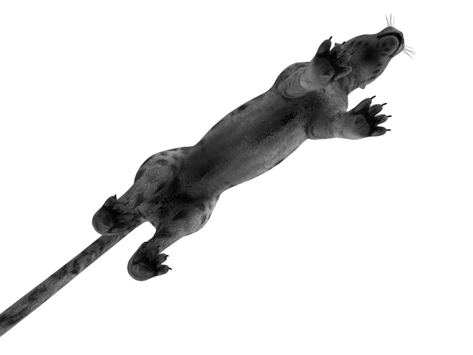 Rigged and Animated White Leopard 3D Low-poly 3D model_21