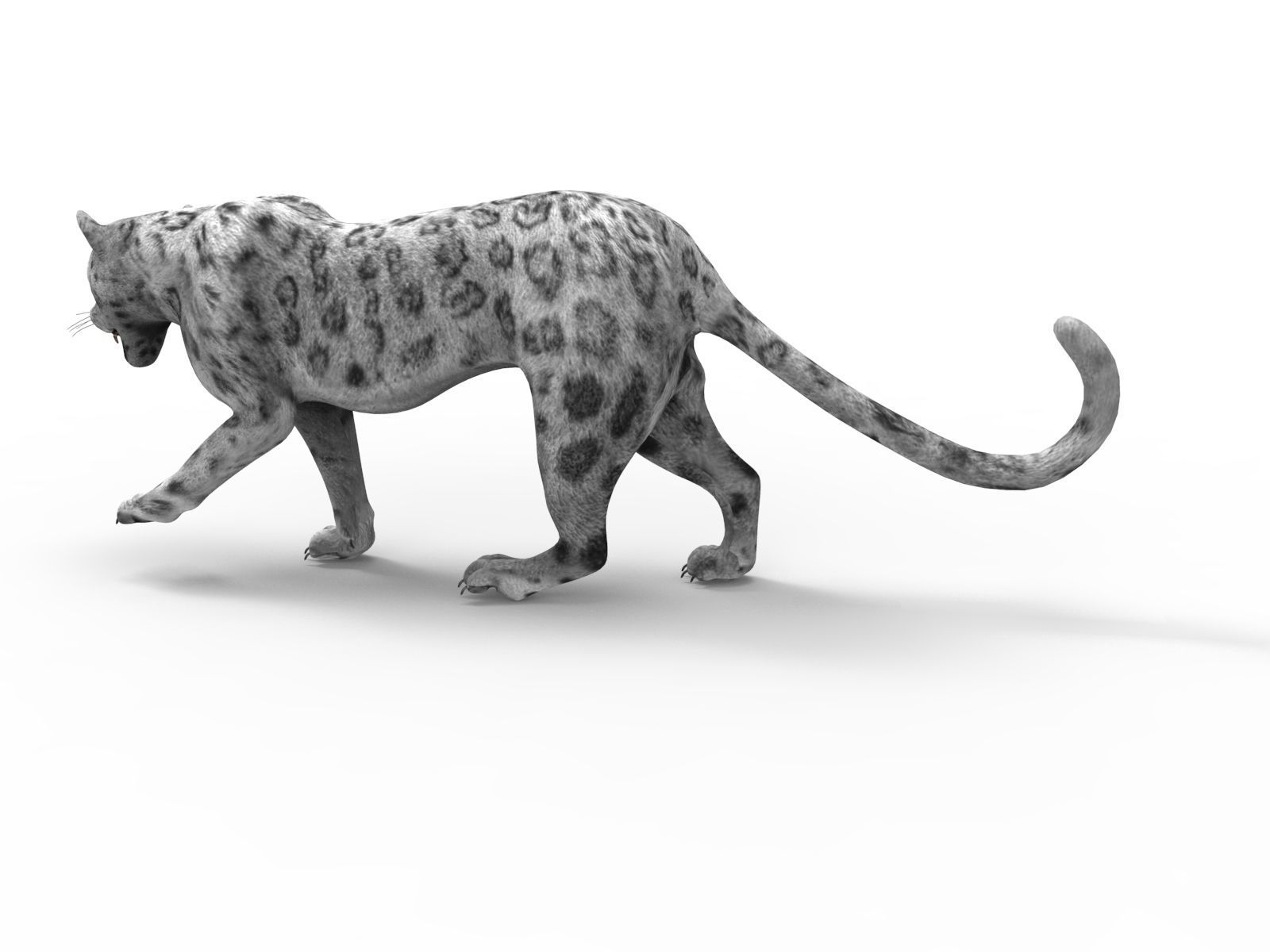 Rigged and Animated White Leopard 3D Low-poly 3D model_5