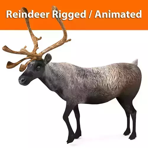Reindeer Rigged  Animated model 3D