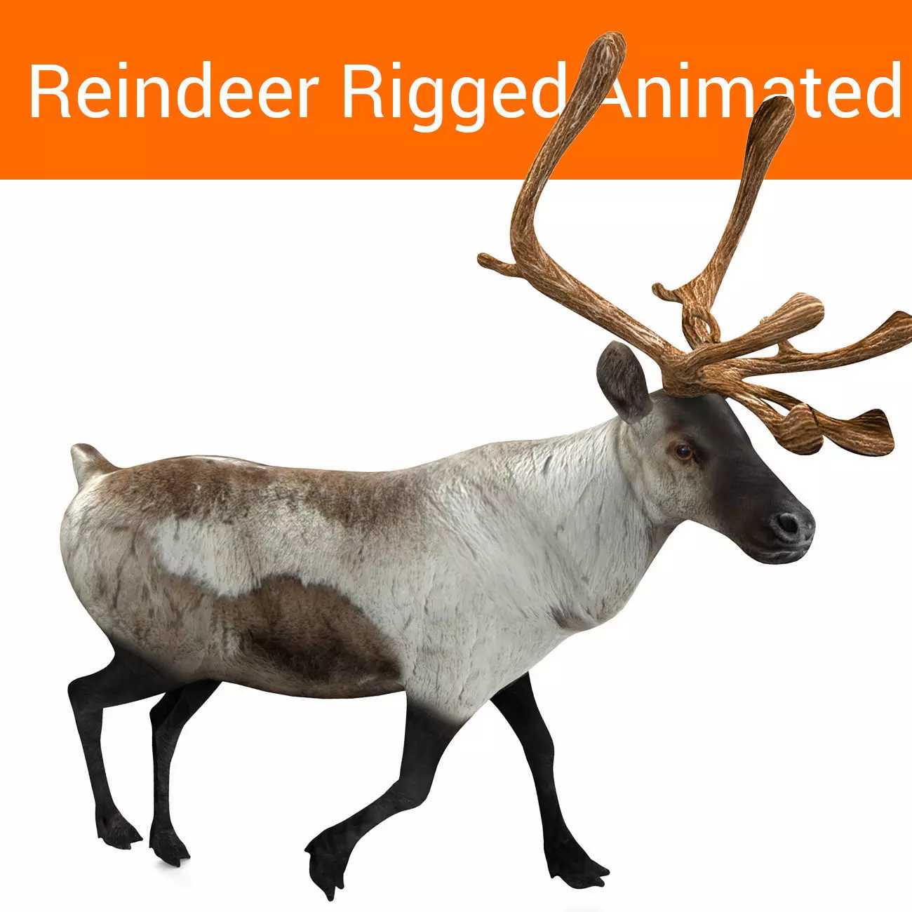 Snow Reindeer Animated Rigged Model 3D Model Low-poly 3D model_0