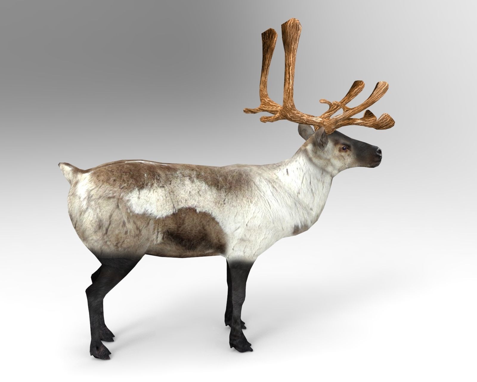 Snow Reindeer Animated Rigged Model 3D Model Low-poly 3D model_6