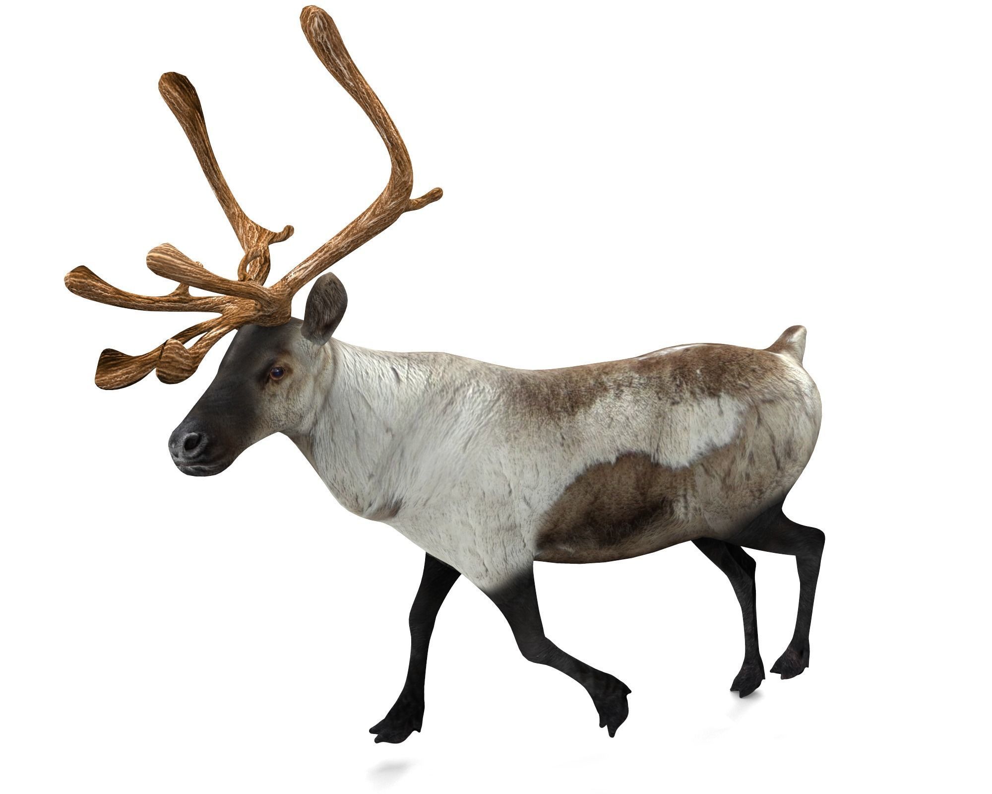 Snow Reindeer Animated Rigged Model 3D Model Low-poly 3D model_9