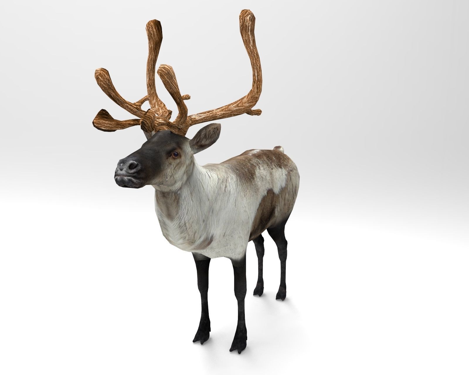 Snow Reindeer Animated Rigged Model 3D Model Low-poly 3D model_4