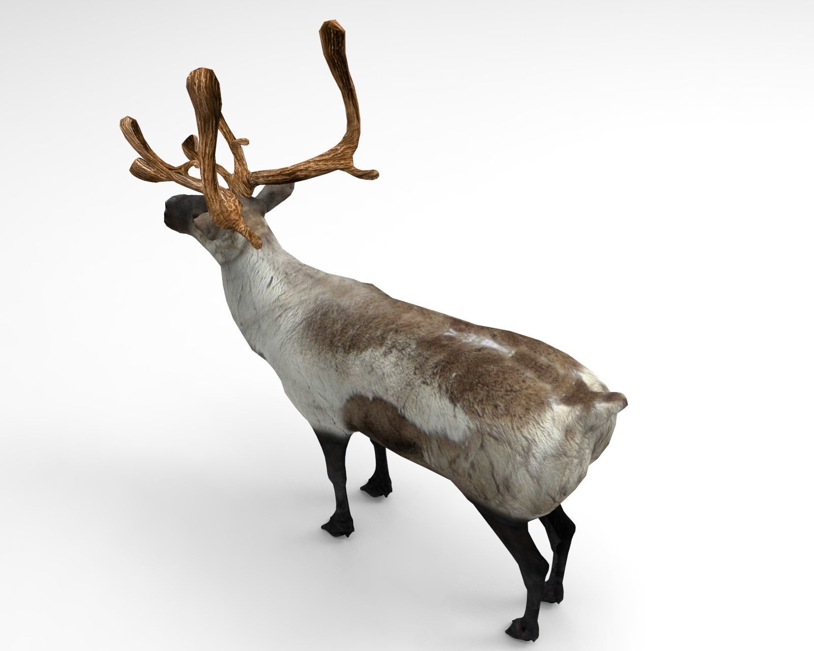 Snow Reindeer Animated Rigged Model 3D Model Low-poly 3D model_2