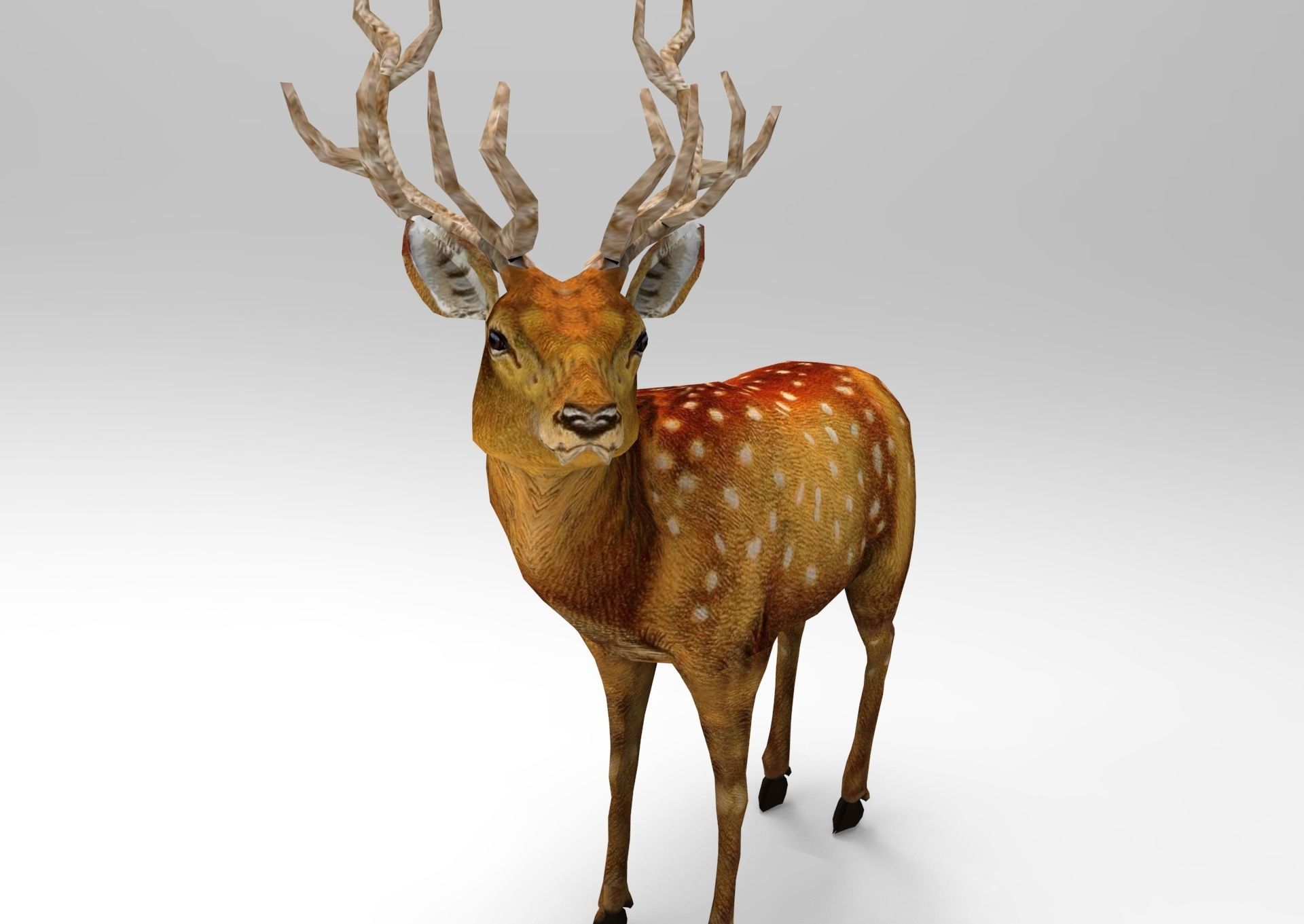 Deer rigged animated Model 3D Low-poly 3D model_14