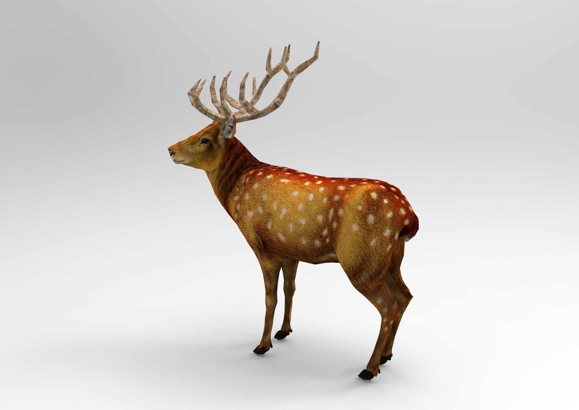 Deer rigged animated Model 3D Low-poly 3D model_19