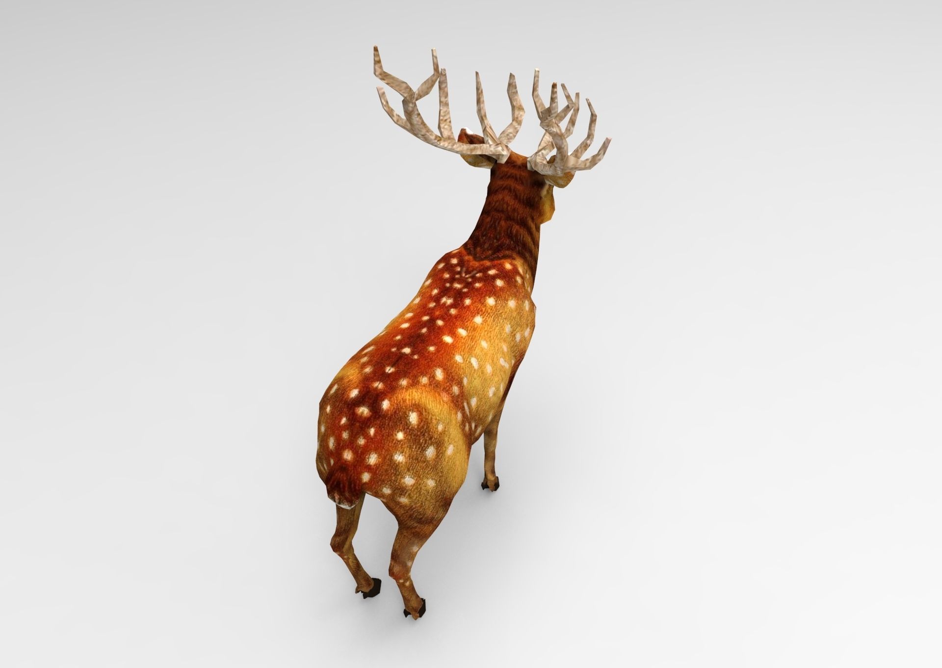 Deer rigged animated Model 3D Low-poly 3D model_8