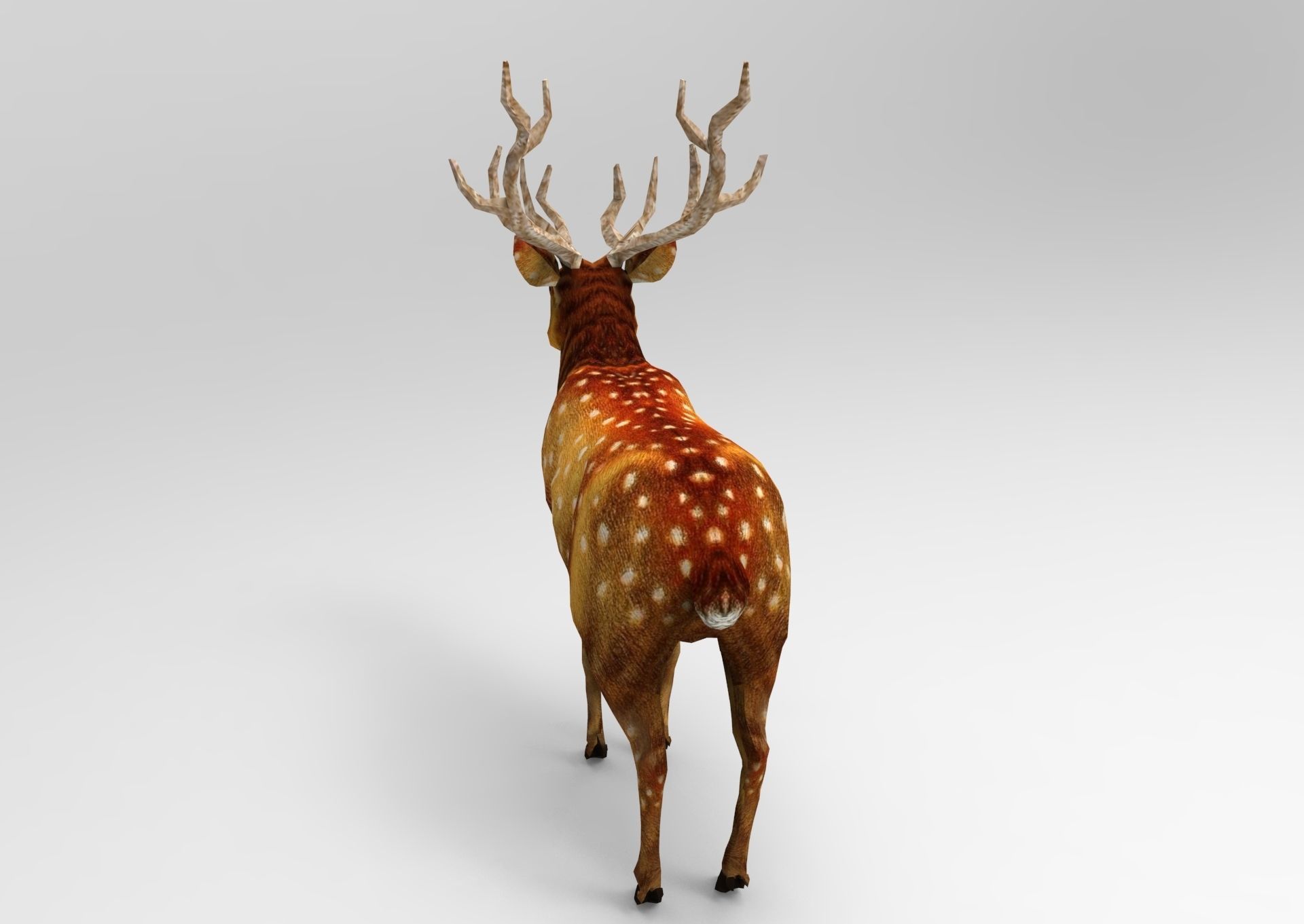 Deer rigged animated Model 3D Low-poly 3D model_4
