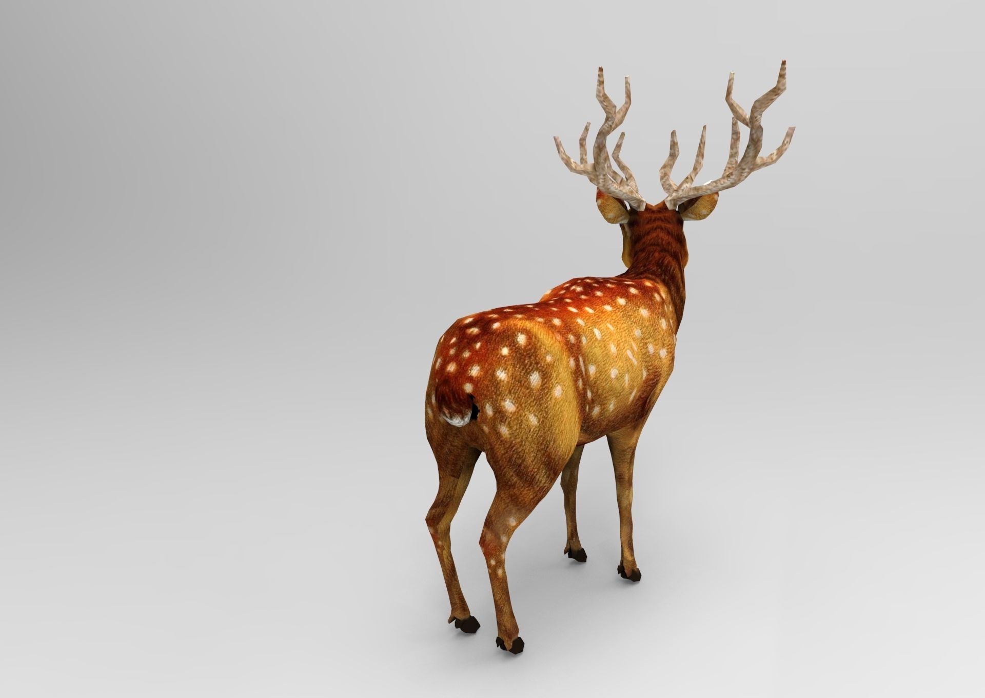 Deer rigged animated Model 3D Low-poly 3D model_16