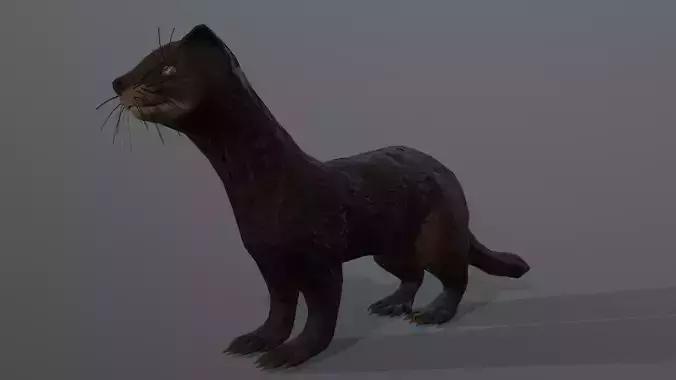 Dark sable ferret