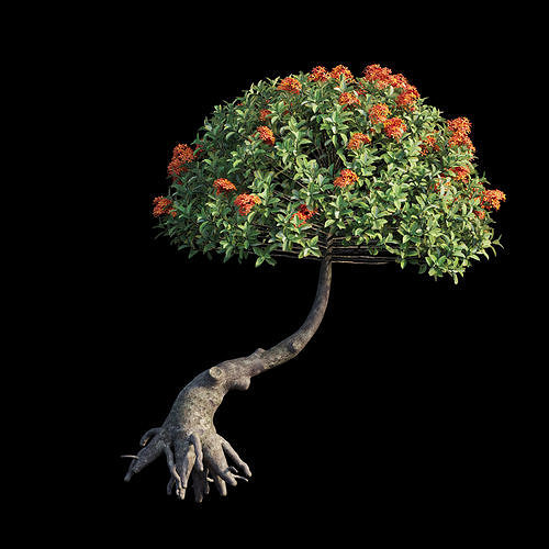 Ixora plant set 13 3D model