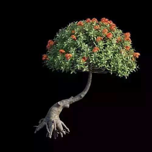 Ixora plant set 13 3D model