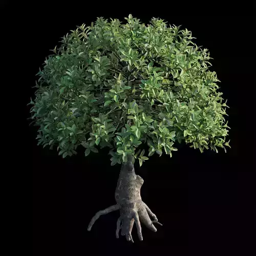 Ixora plant set 14 3D model